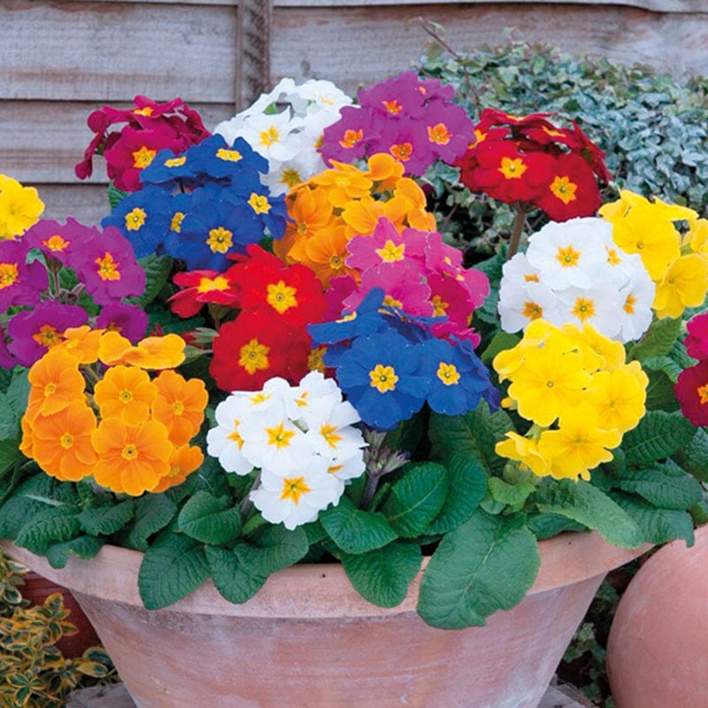 Polyanthus Crescendo Mixed F1 - Image 4