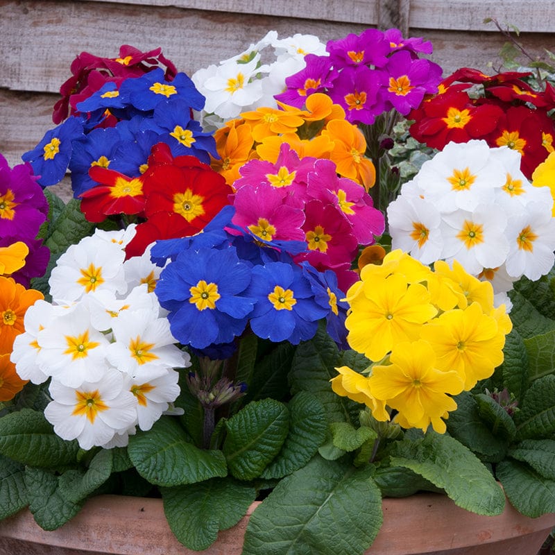 Polyanthus Crescendo Mixed F1 - Image 5