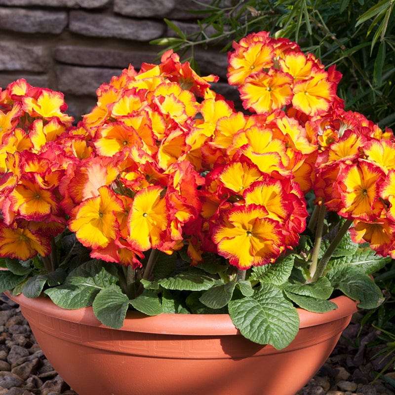 Polyanthus Showstopper Fire Dragon F1 - Image 3