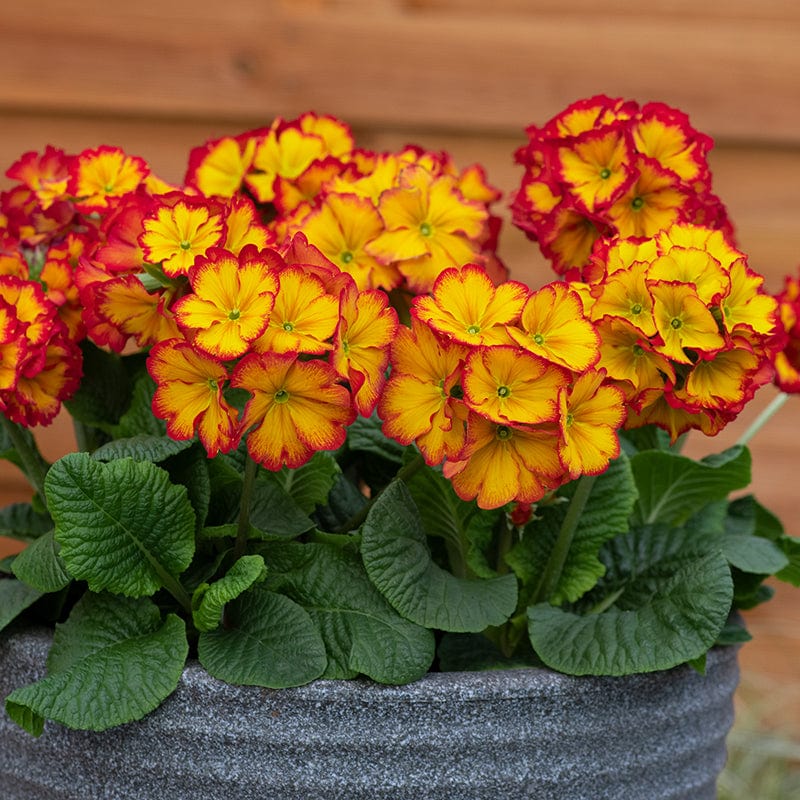 Polyanthus Showstopper Fire Dragon F1 - Image 5