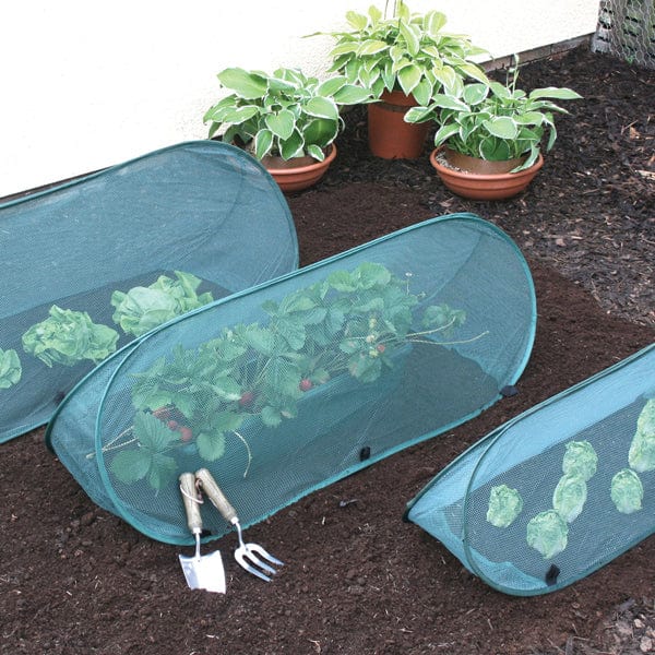 Pop-Up Net Cloche