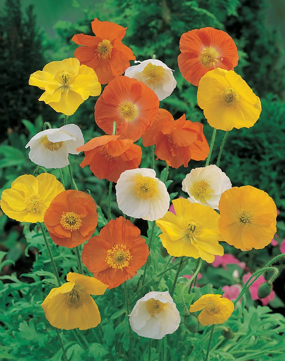Poppy Iceland Mixed Seeds - Image 3