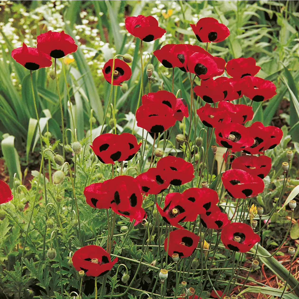 Poppy Ladybird Seeds - Image 3