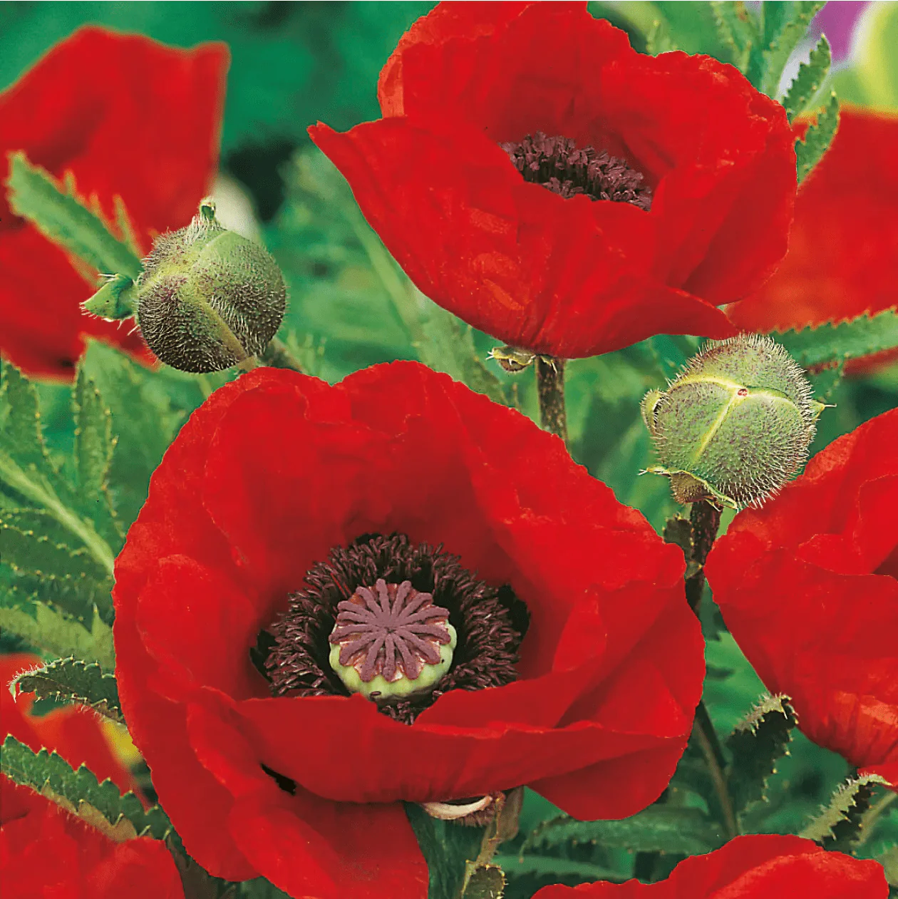 Poppy Oriental Brilliant Seeds - Image 3