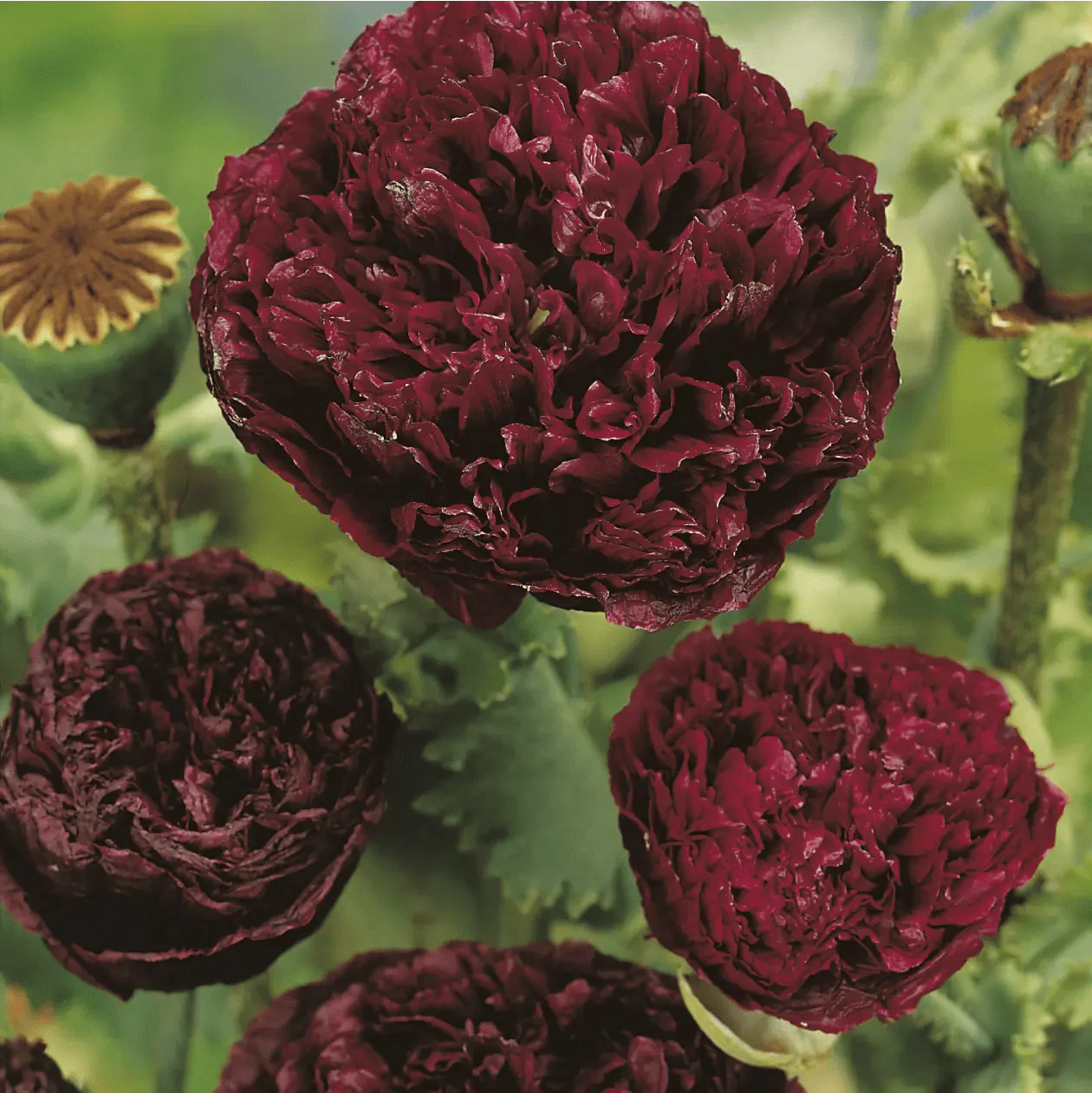 Poppy Paeony Black Seeds - Image 3