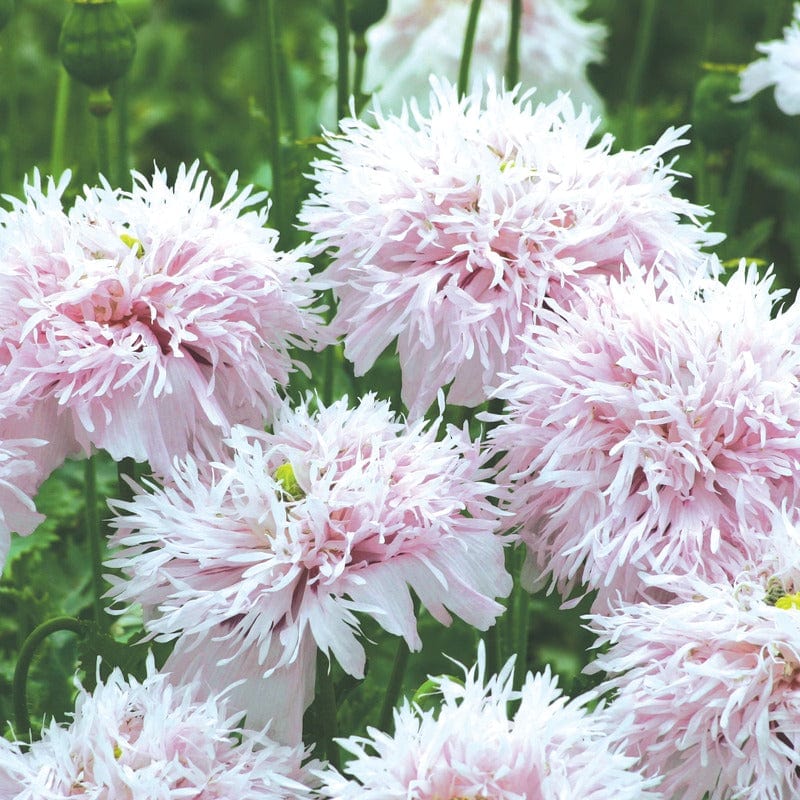 Poppy Paeony Lilac Pompom Seeds - Image 3