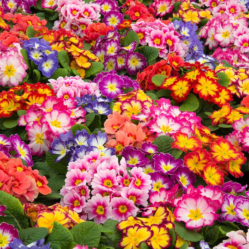 Primula Alaska Mix Bicolour - Image 3