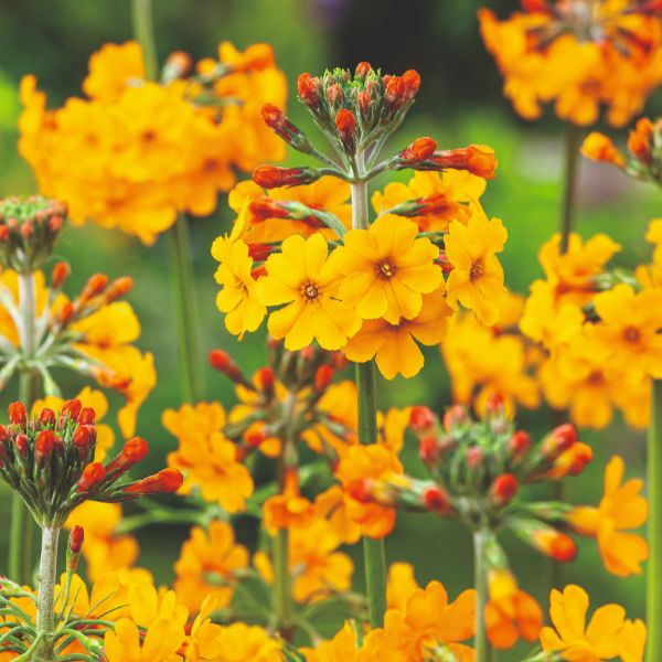 Primula Bulleyana Flower Plant - Image 2