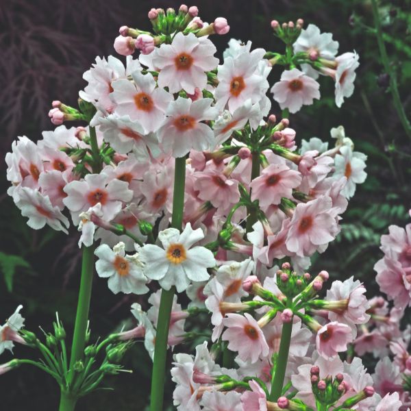 Primula Japonica Appleblossom Flower Plant - Image 2