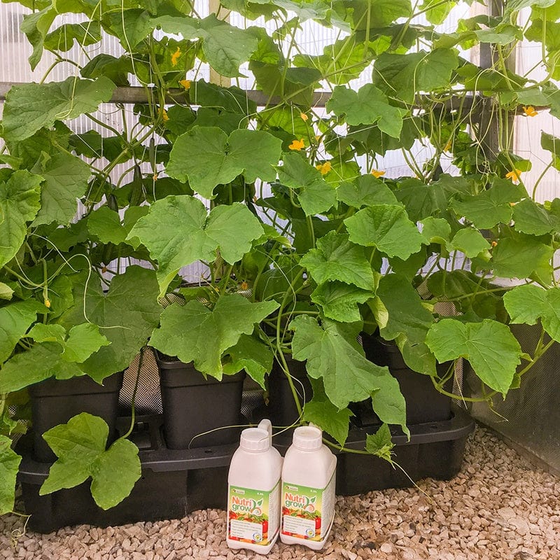 Quadgrow Pots Watering System, 4 Pots