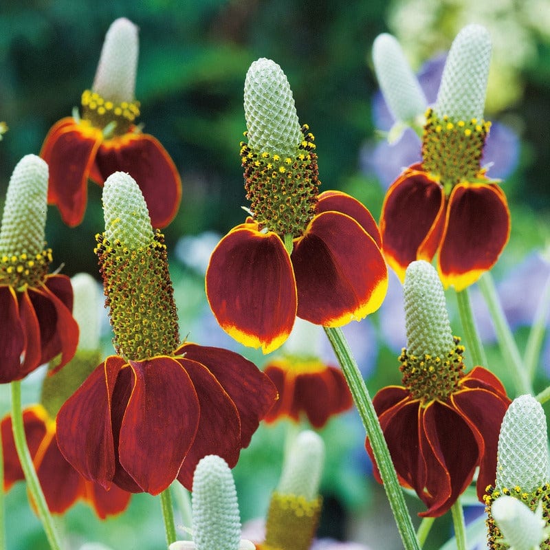 Ratibida (Mexican Hat) Seeds - Image 3
