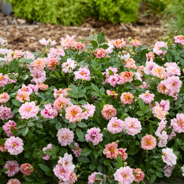 Rosa Amirose (Groundcover) Flower Plant - Image 2