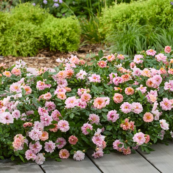 Rosa Amirose (Groundcover) Flower Plant - Image 3