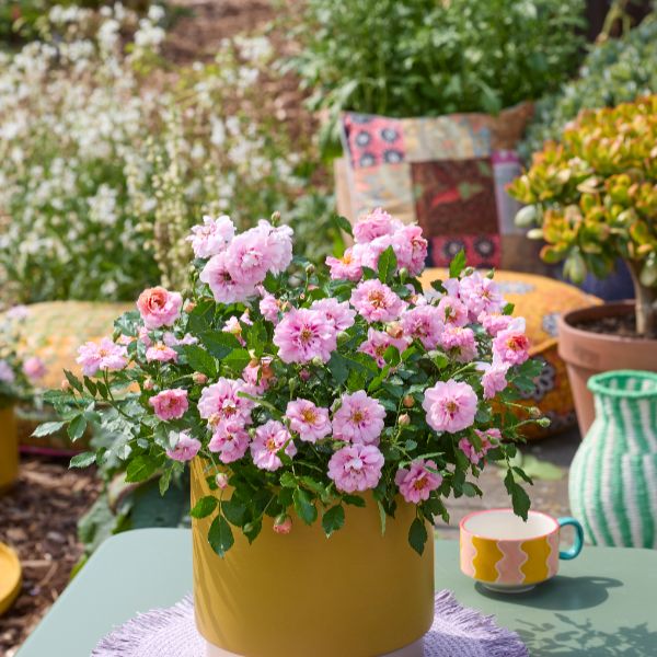 Rosa Amirose (Groundcover) Flower Plant - Image 4