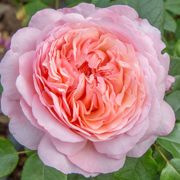 Rose Sweet Romantica (Hybrid Tea) Plants