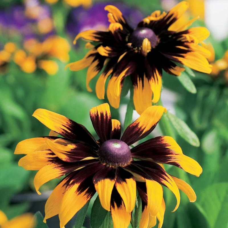 Rudbeckia Aries Seeds