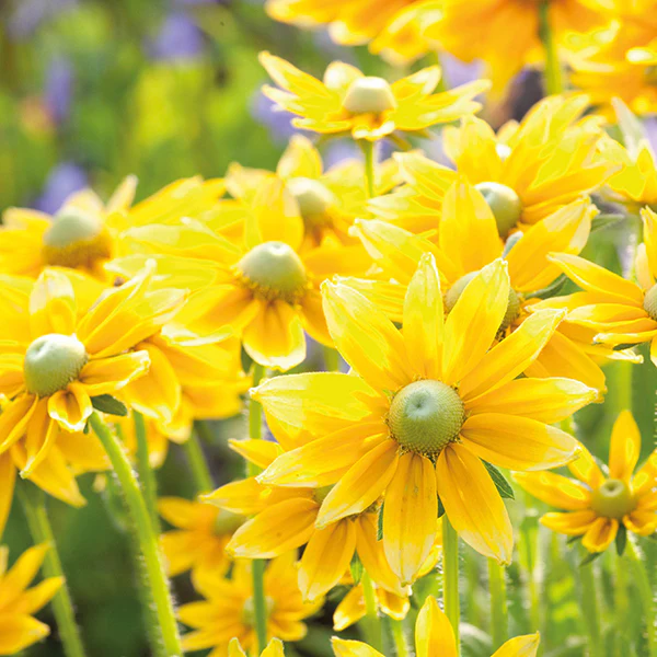 Rudbeckia Prairie Sun Flower Plants - Image 2
