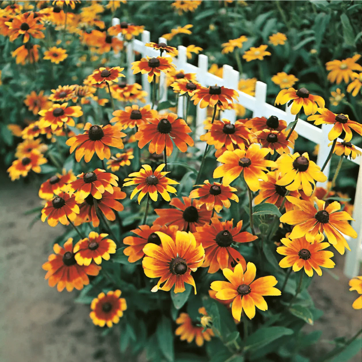 Rudbeckia Rustic Dwarf Seeds - Image 3