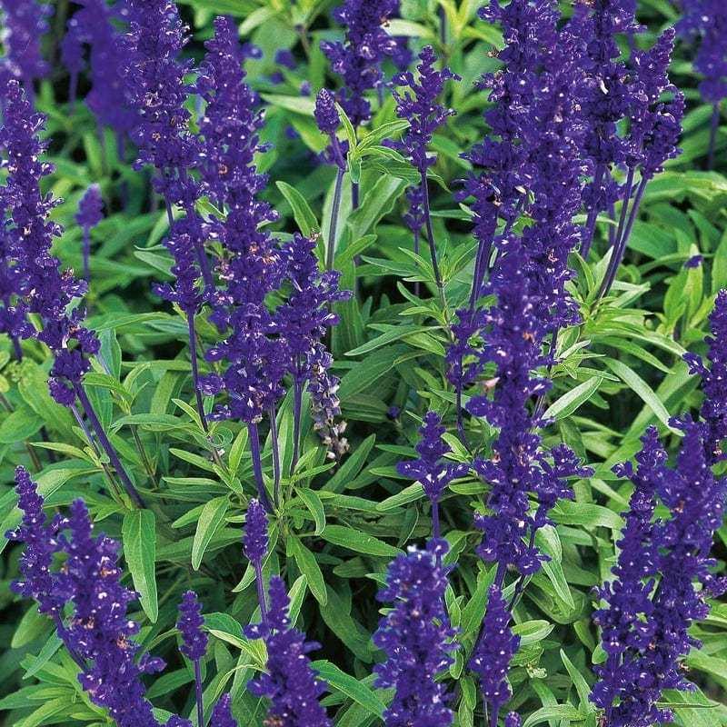 Salvia Blue Victoria Seeds - Image 3