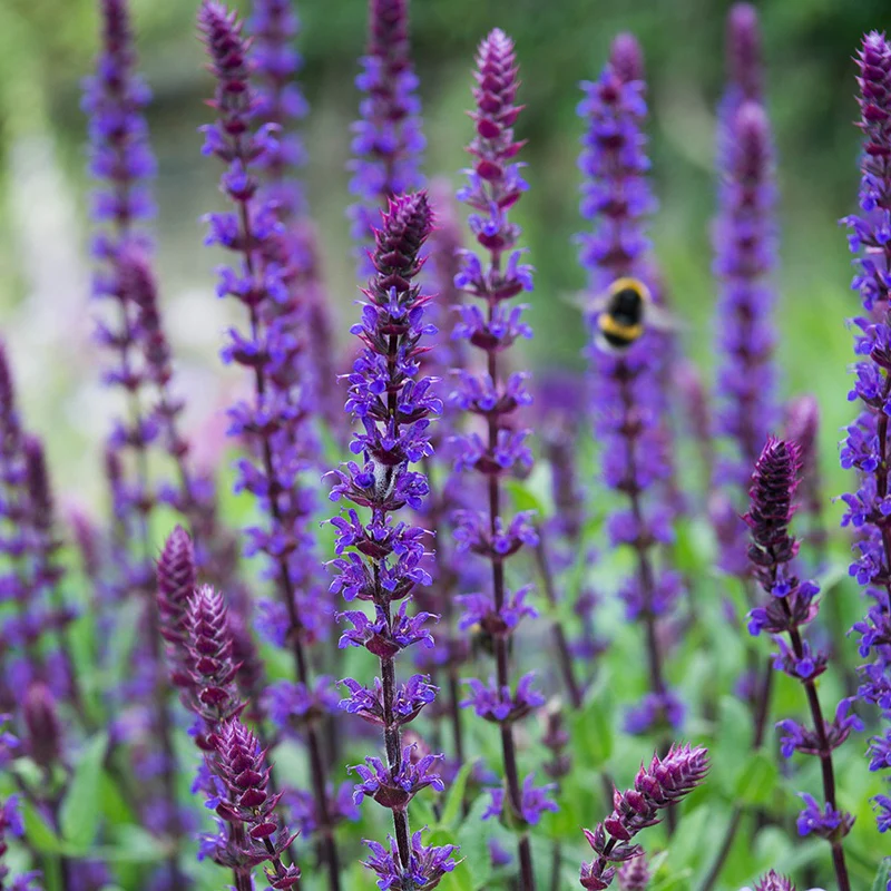 Salvia Salvatore Blue Flower Plants - Image 2