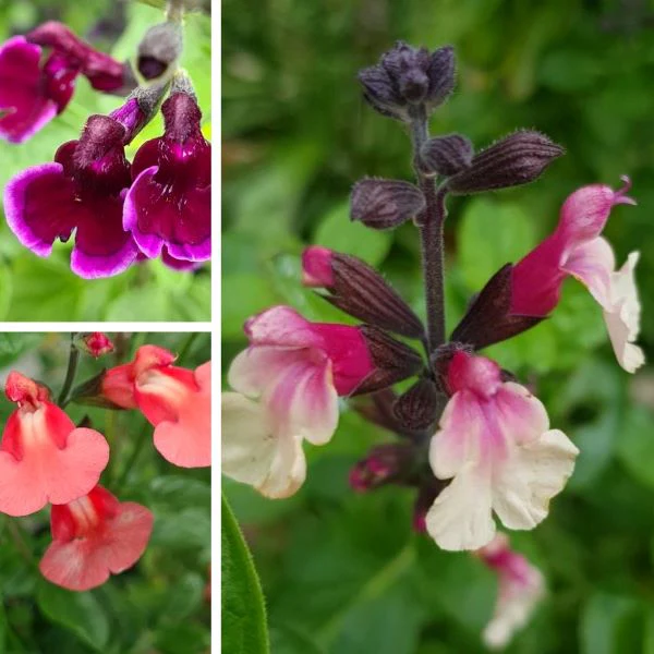 Salvia Summer Potted Plants Collection