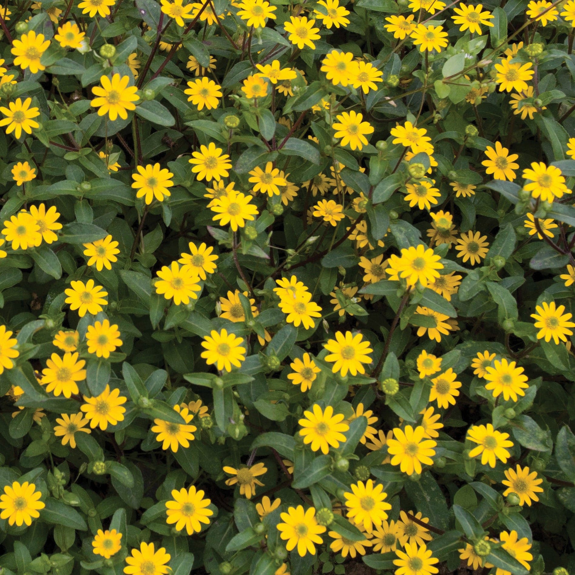 Sanvitalia procumbens Seeds - Image 3