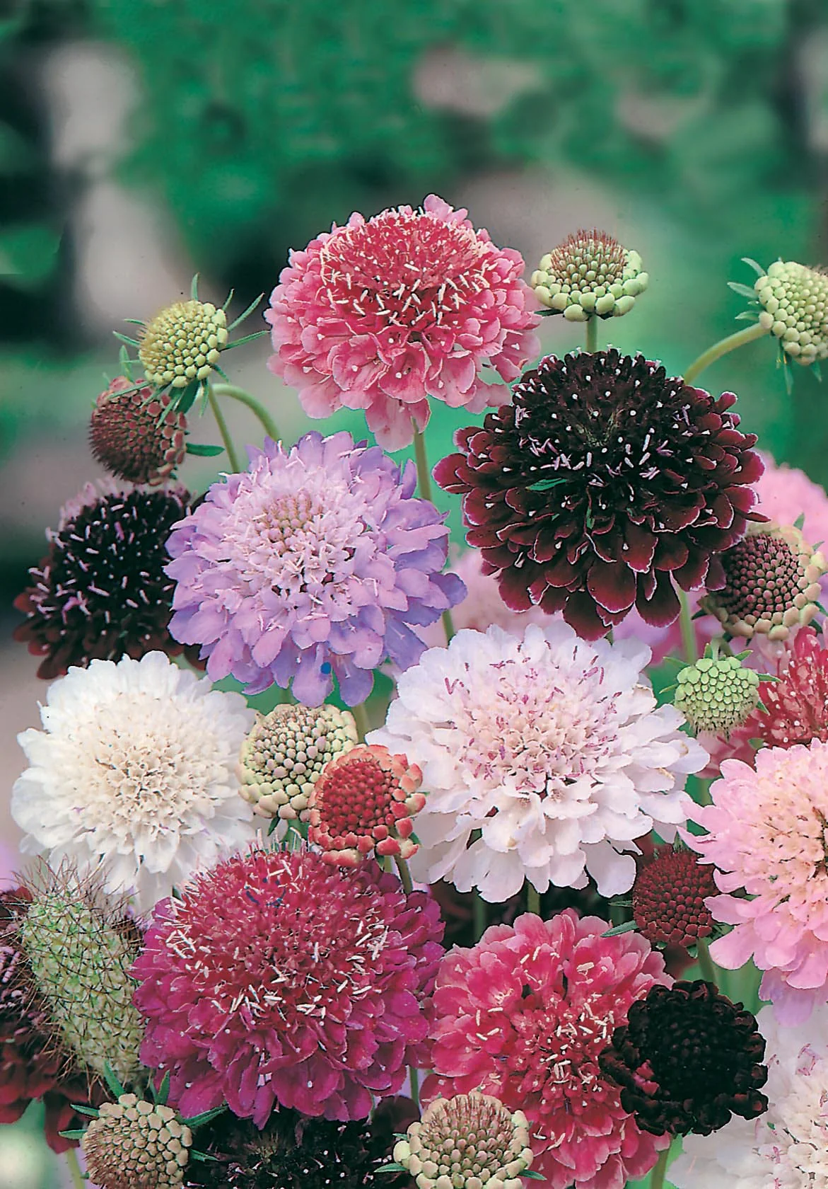 Scabious Tall Double Mixed Seeds - Image 3