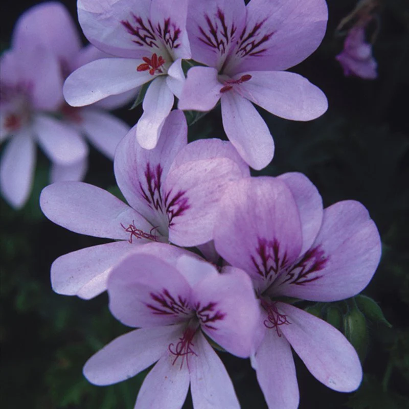Pelargonium Scented Flower Plant Collection - Image 2