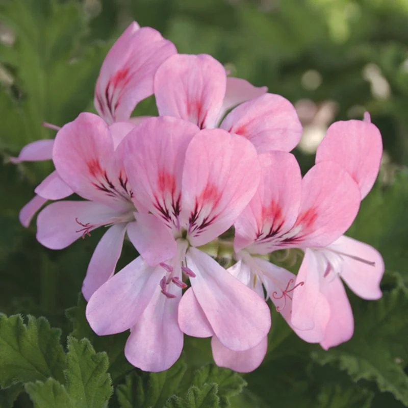 Pelargonium Scented Flower Plant Collection - Image 4