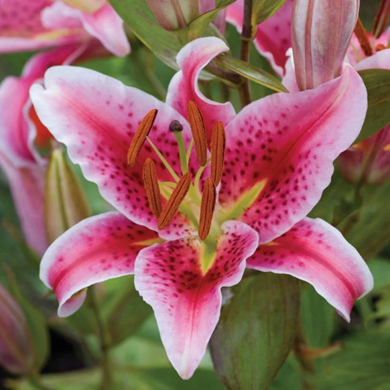 Scented Lilium Collection - Image 3