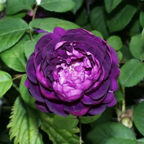 Shrub Rose Trio Plants Collection - Image 2