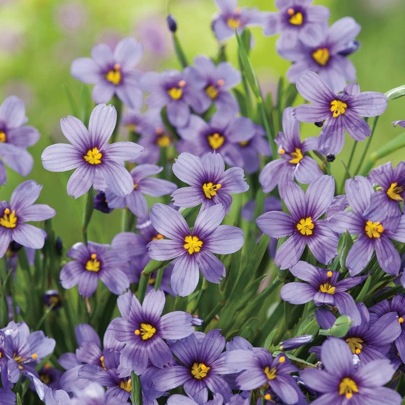 Sisyrinchium Moody Blues Seeds - Image 3