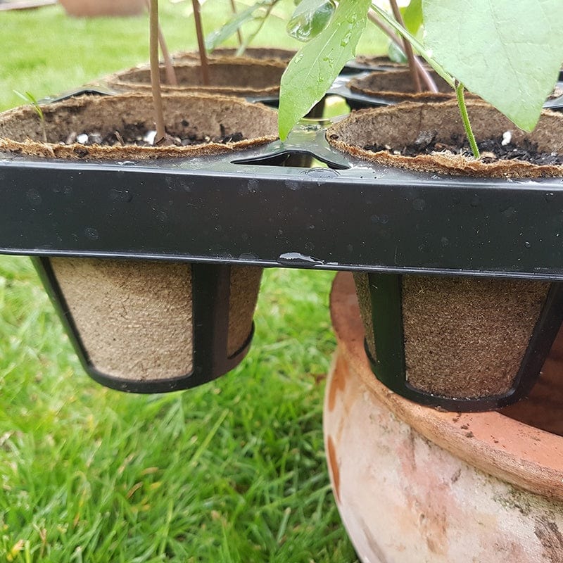 Skelly Trays Growing - Image 2