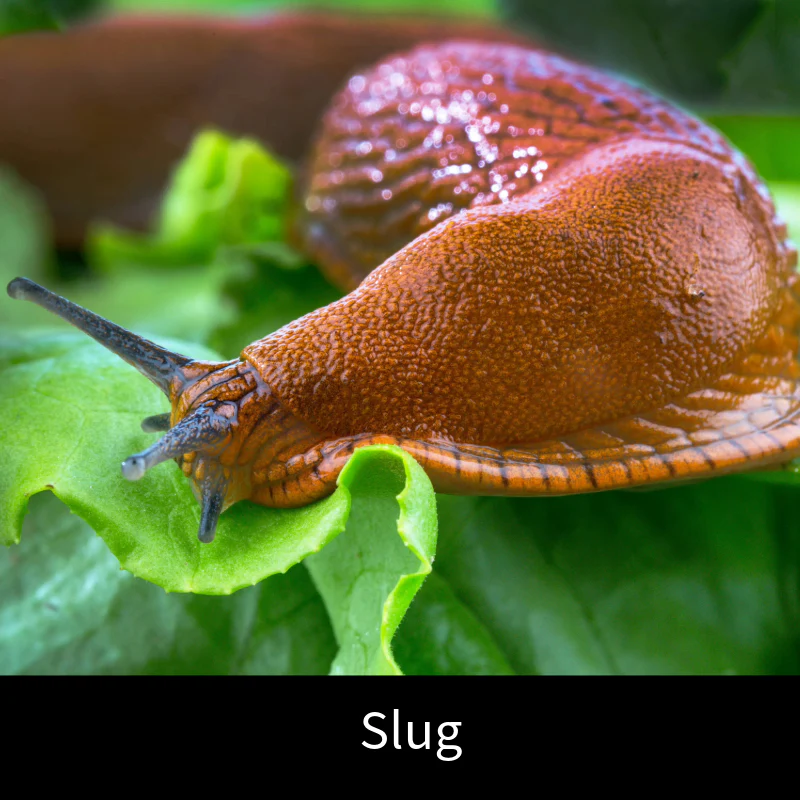 Slug Control Nematodes 100sq.m - Image 3