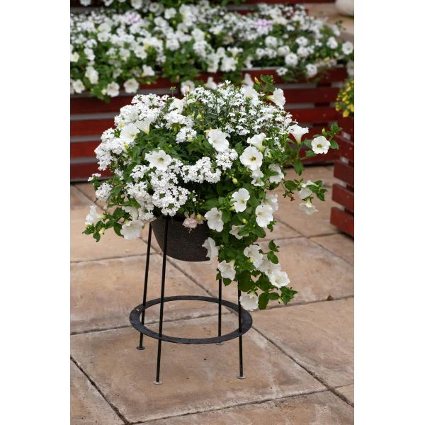 Speedplanter Effortless Chic Plant