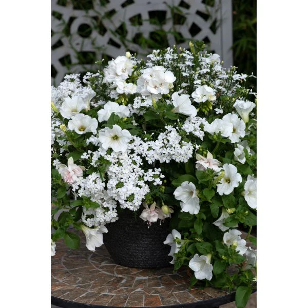 Speedplanter Effortless Chic Plant - Image 2