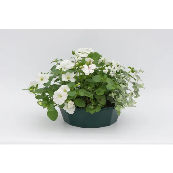 Speedplanter Effortless Chic Plant - Image 3