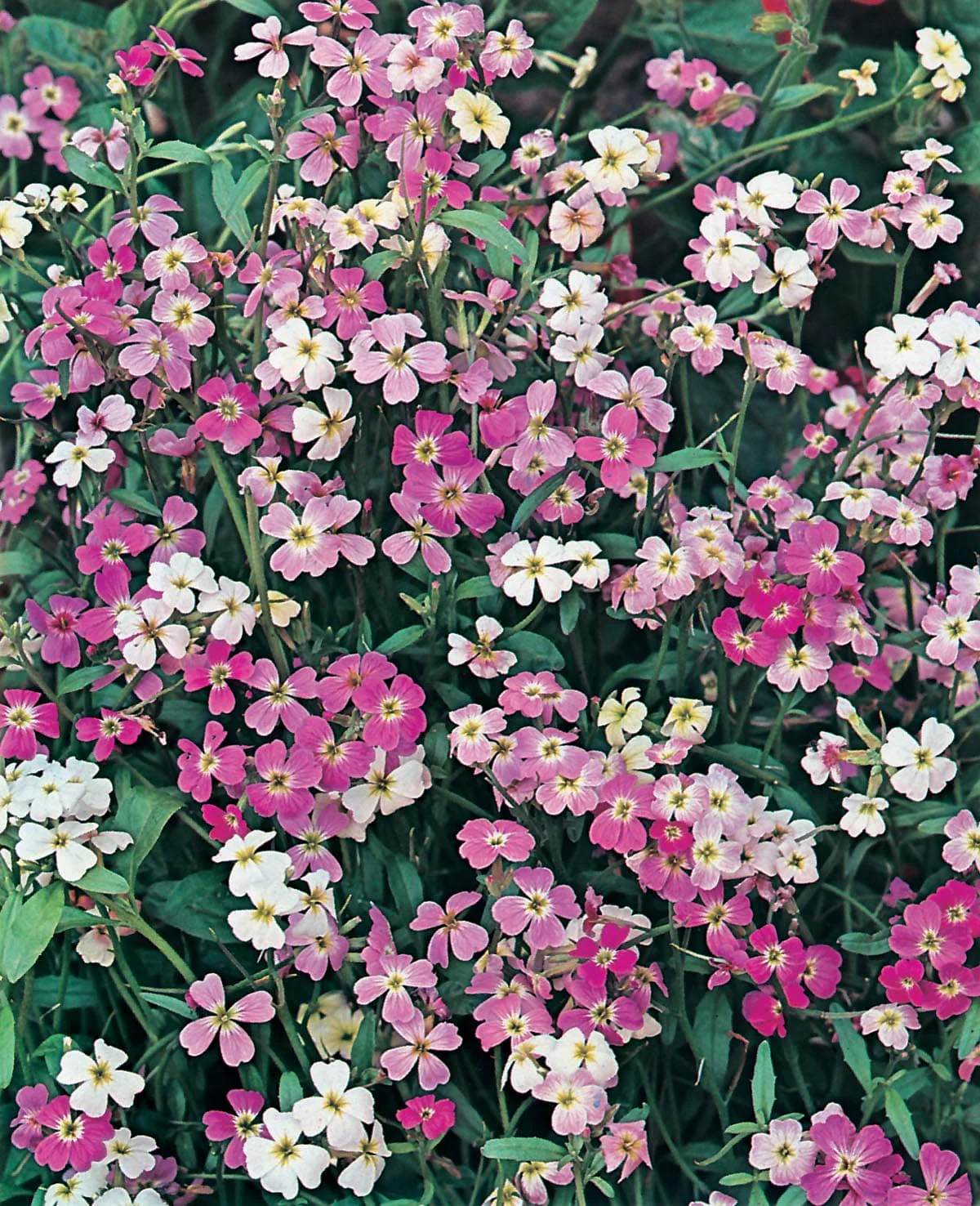 Stock Virginian Finest Mixed Seeds - Image 3