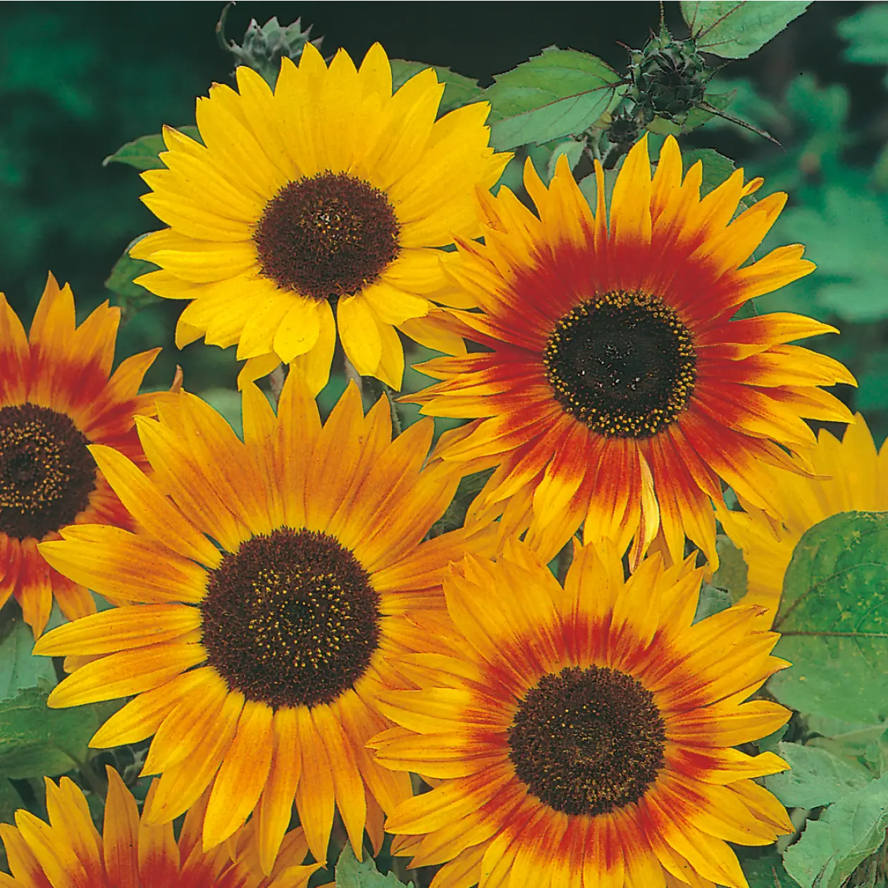 Sunflower Autumn Beauty Seeds - Image 3