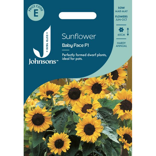 Sunflower Babyface F1 Seeds
