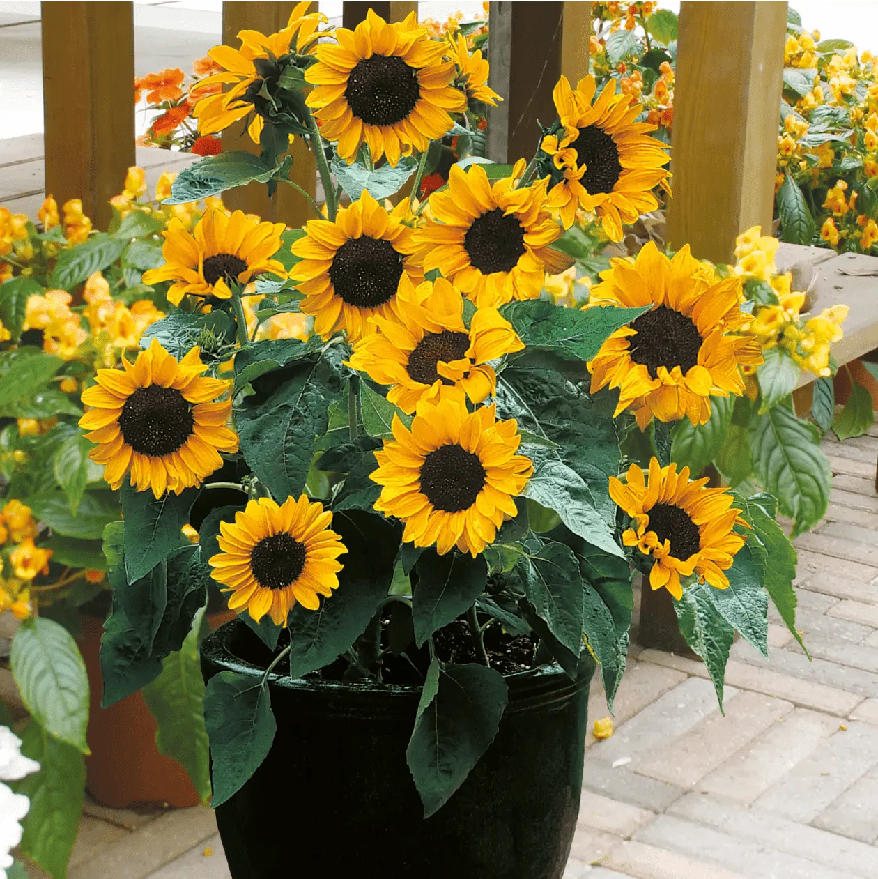 Sunflower Babyface F1 Seeds - Image 3