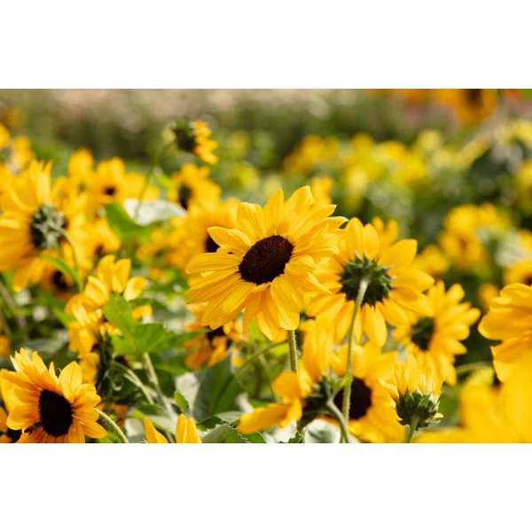 Sunflower Full Summer Flower Plants