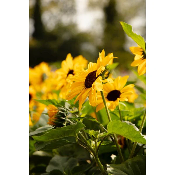 Sunflower Full Summer Flower Plants - Image 2