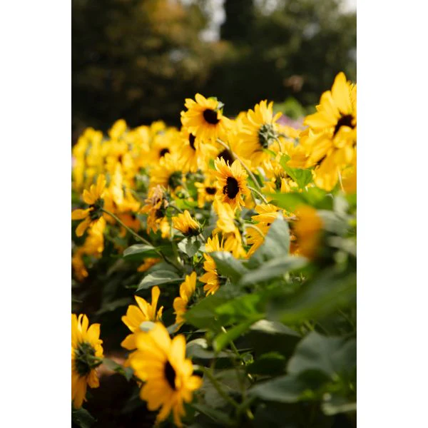Sunflower Full Summer Flower Plants - Image 3