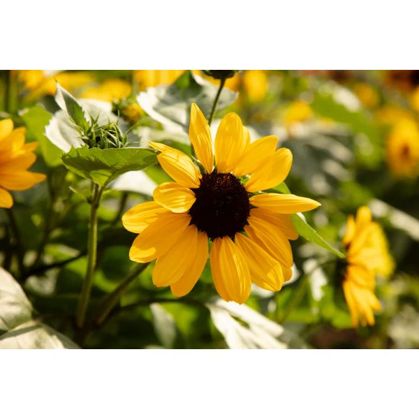 Sunflower Full Summer Flower Plants - Image 4