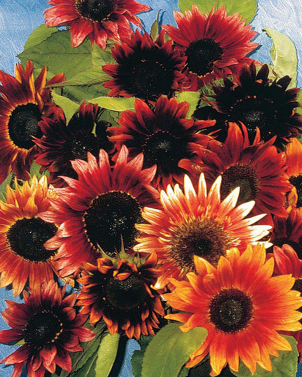 Sunflower Infrared F1 Seeds - Image 3