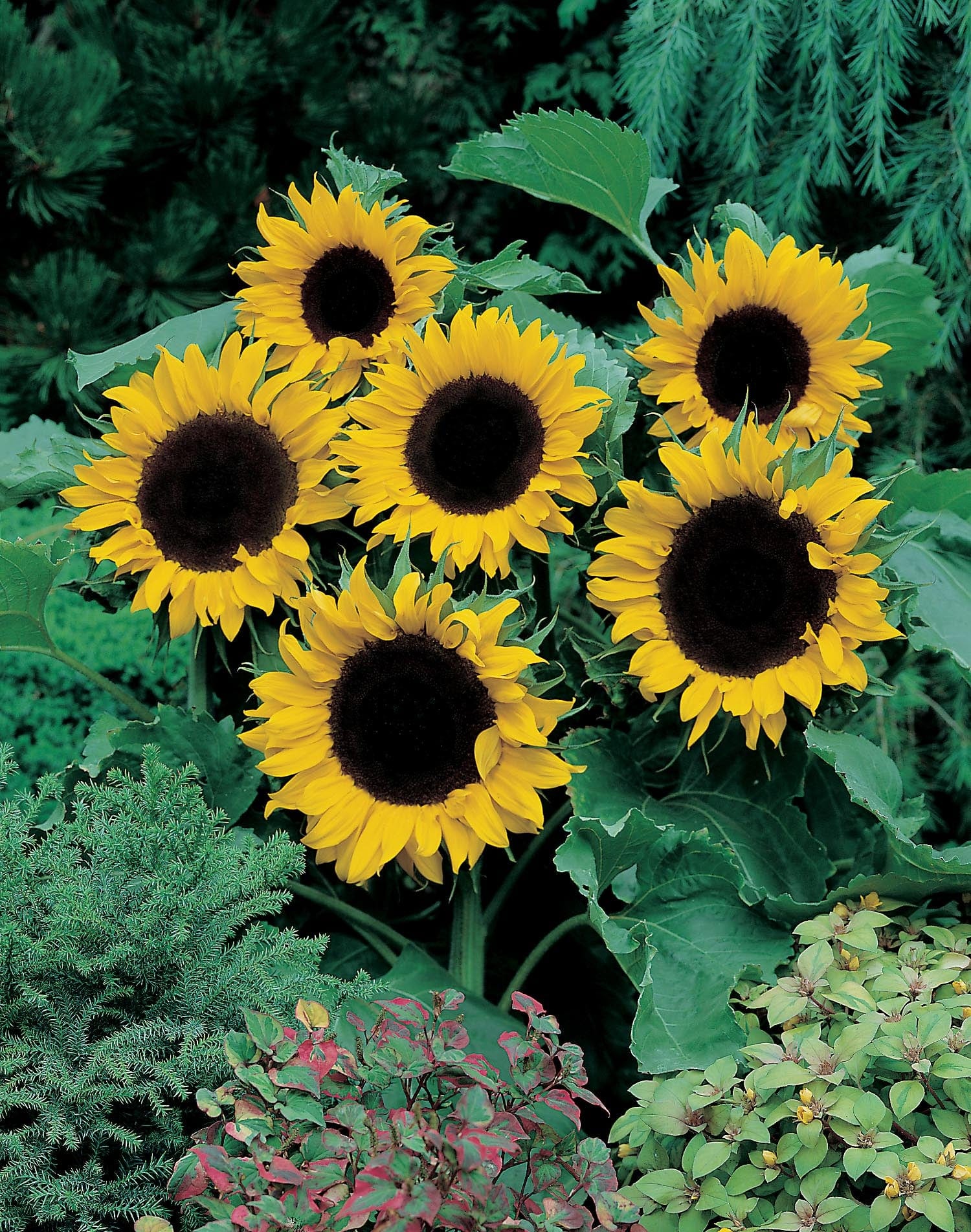 Sunflower Mezzulah F1 Seeds - Image 3