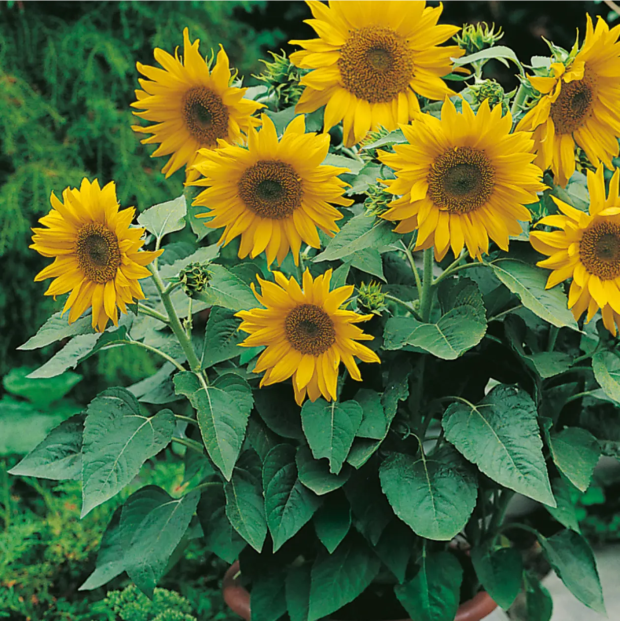 Sunflower Pacino Gold Seeds - Image 3