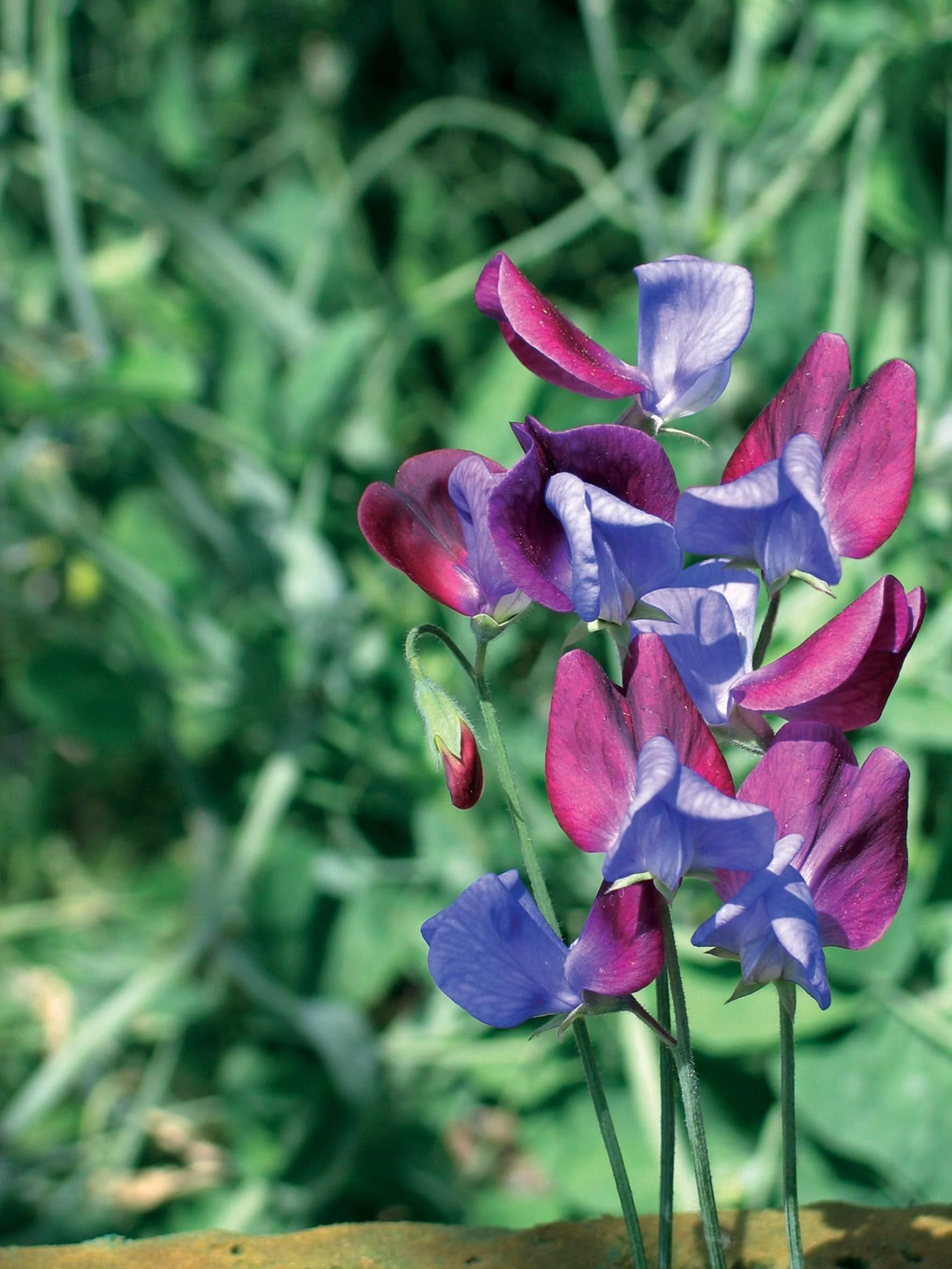 Sweet Pea Cupani Seeds - Image 3