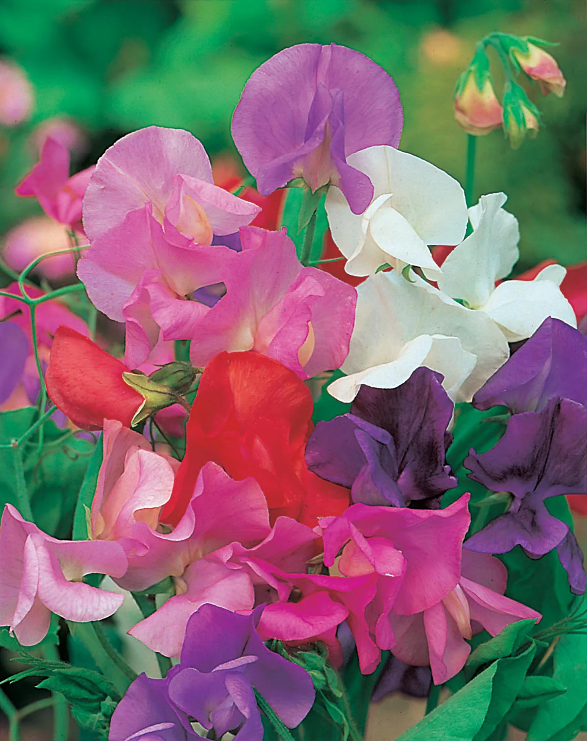Sweet Pea Giant Wave Mixed Seeds - Image 3